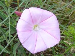 Liseron cantabrique - Convolvulus cantabrica