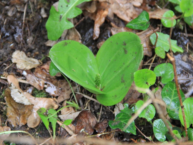 Listère à feuilles ovales - Neottia ovata