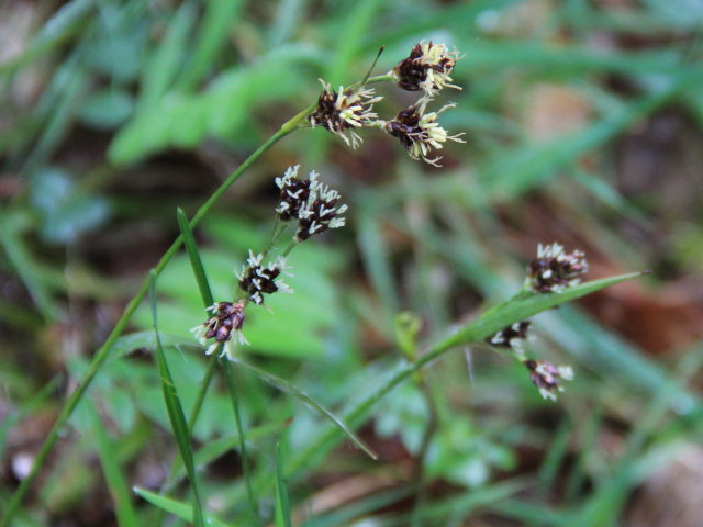 Luzule champêtre - Luzula campestris