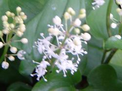 Maianthème à 2 feuilles - Maianthemum bifolium