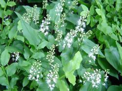 Maianthème à 2 feuilles - Maianthemum bifolium