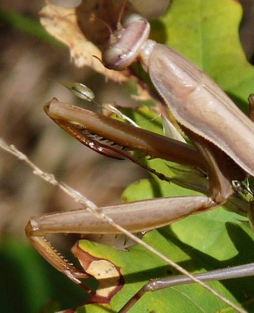 Mante religieuse - Mantis religiosa