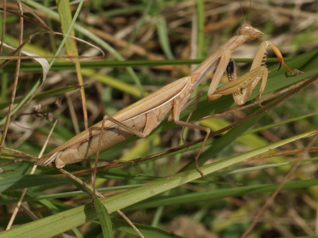 Mante religieuse (femelle) - Mantis religiosa