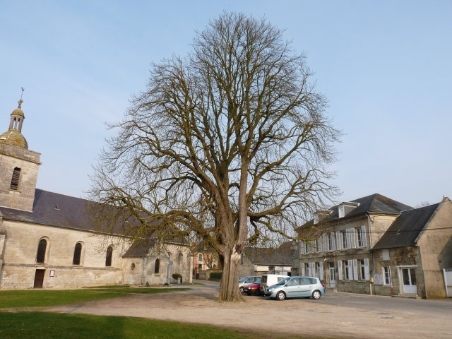 Marronnier de Saint-Christophe-à-Berry