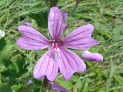 Mauve sauvage - Malva sylvestris