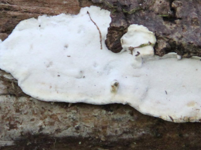 Mérule papyracée - Meruliopsis corium
