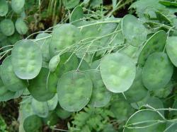 Monnaie du Pape - Lunaria