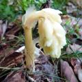 Monotrope sucepin - Monotropa hypopitys