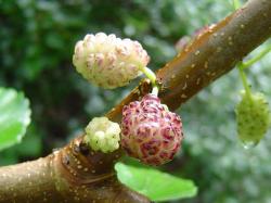 Murier blanc (fruits) - Morus alba