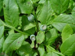 Myrtille - Vaccinium myrtillus