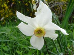Narcisse des poètes - Narcissus poeticus
