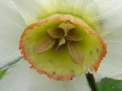 Narcisse des poètes - Narcissus poeticus