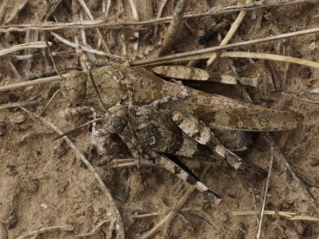 Oedipode turquoise (accouplement) - Oedipoda caerulescens