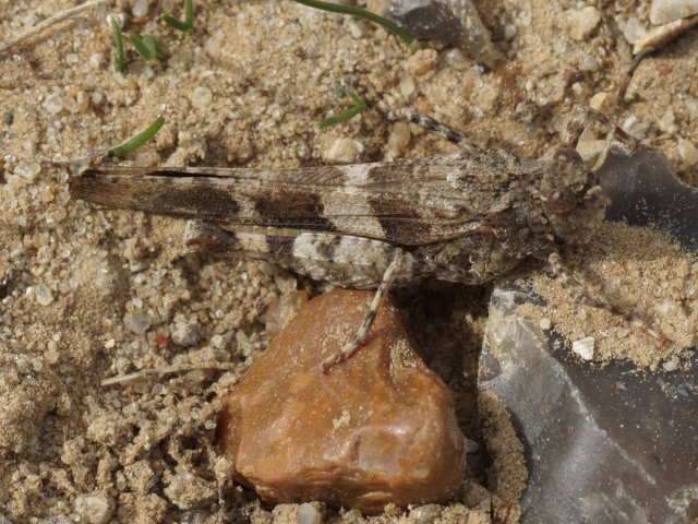 Oedipode turquoise (mâle) - Oedipoda caerulescens