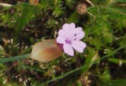 Oeillet prolifère - Petrorhagia prolifera