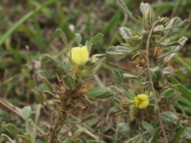 Bugrane naine - Ononis pusilla