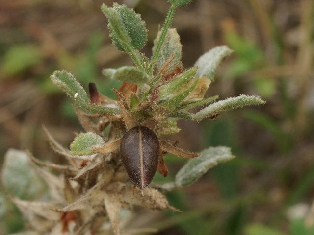 Bugrane naine - Ononis pusilla