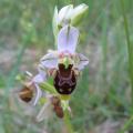 Ophrys bécasse - Ophrys scolopax