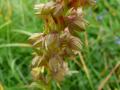 Orchis grenouille - Coeloglossum viride