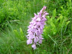 Orchis tacheté - Dactylorhiza maculata