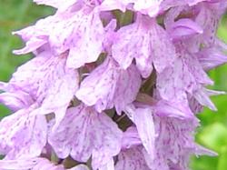 Orchis tacheté - Dactylorhiza maculata