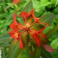 Euphorbia griffithii