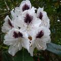 Rhododendron fictolacteum