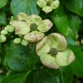 Cornus kousa 