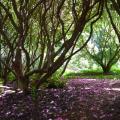 Rhododendrons rouges défleuris