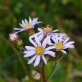 Aster amellus