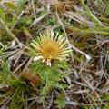 Carline vulgaire - Carlina vulgaris