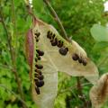 Baguenaudier - Colutea arborescens