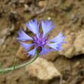 Bleuet des champs - Centaurea cyanus