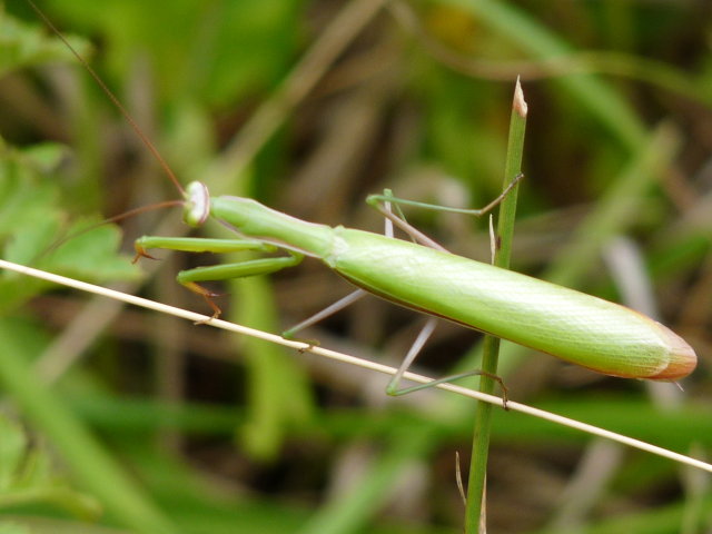 Mante religieuse - Mantis religiosa