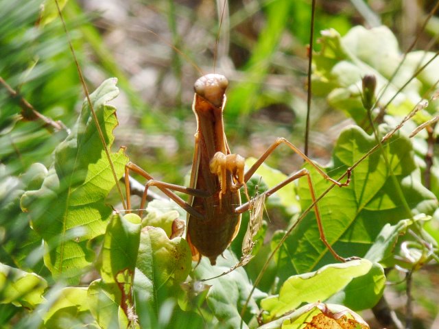 Mante religieuse - Mantis religiosa