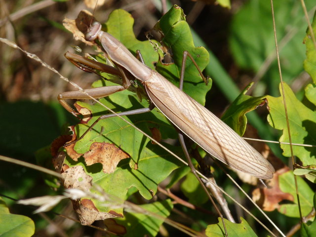 Mante religieuse - Mantis religiosa