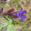 Buglosse officinale - Anchusa officinalis