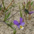 Violette de Curtis - Viola curtisii