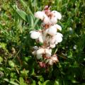 Pyrole des dunes - Pyrola rotundifolia