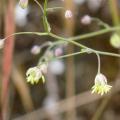 Pygamon nain - Thalictrum minus