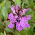 Orchis incarnat - Dactylorhiza incarnata