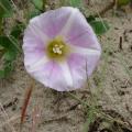 Liseron des sables - Calystegia soldanella