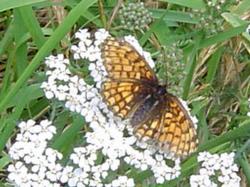Papillon