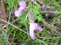 Pédiculaire des bois - Pedicularis sylvatica