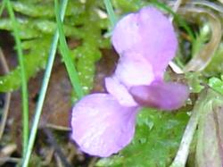 Pédiculaire des bois - Pedicularis sylvatica