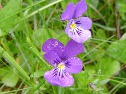 Pensée des vosges - Viola lutea