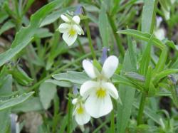 Pensée sauvage - Viola tricolor