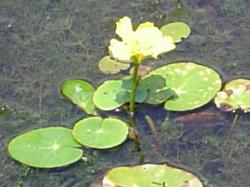 Petit nénufar - Nymphoides peltata