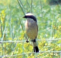 Pie-grièche écorcheur - Lanius colluris