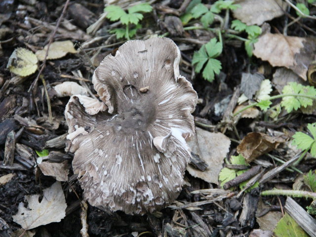 Plutée gris souris - Pluteus murinus